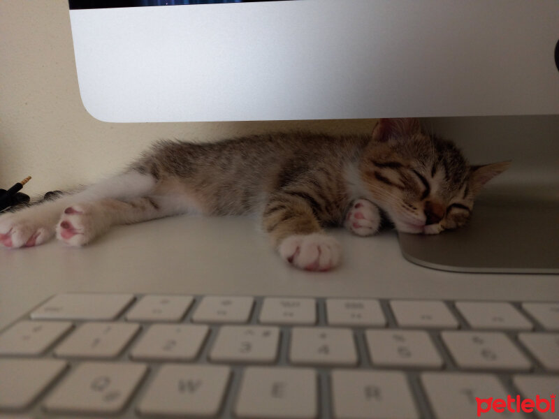 British Shorthair, Kedi  Artemis fotoğrafı