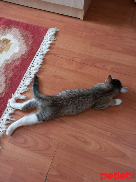 British Shorthair, Kedi  Artemis fotoğrafı