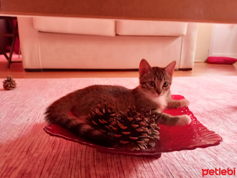 British Shorthair, Kedi  Artemis fotoğrafı