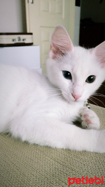 Ankara Kedisi, Kedi  Afet fotoğrafı