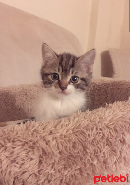 British Shorthair, Kedi  Apollo fotoğrafı