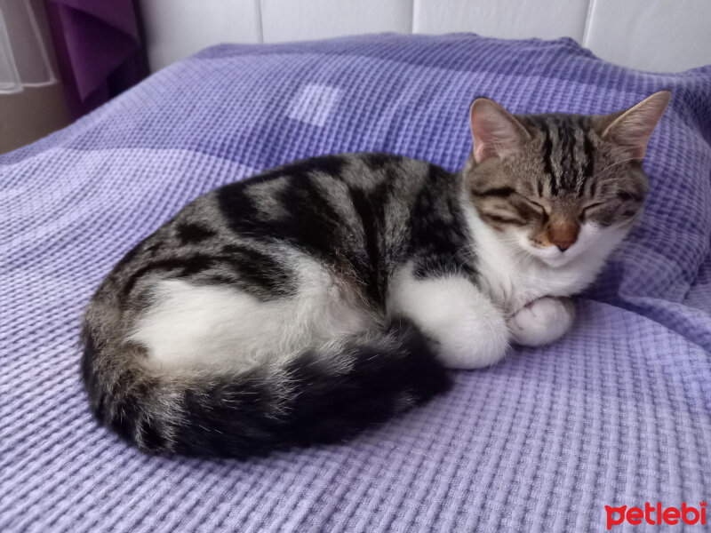 British Shorthair, Kedi  Apollo fotoğrafı