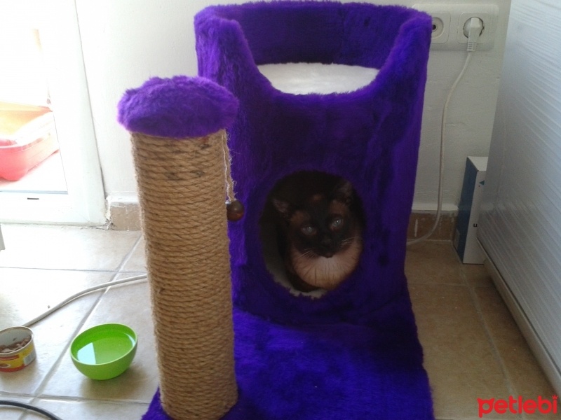 Siyam Kedisi, Kedi  Minik fotoğrafı