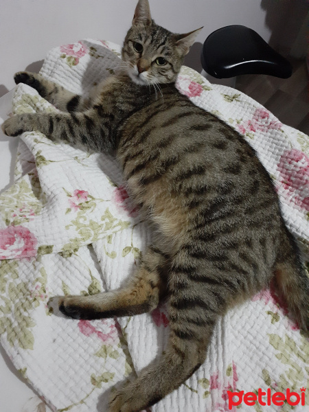 Tekir Kedi, Kedi  Hapşu fotoğrafı