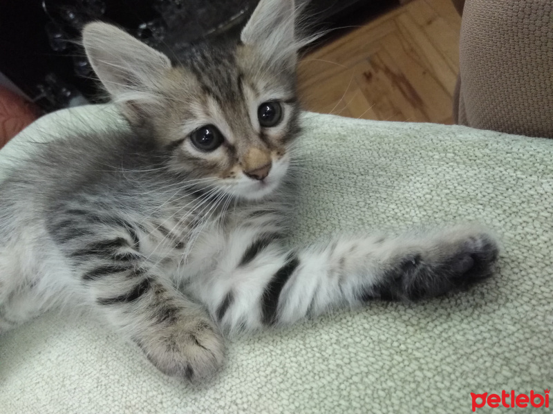 Tekir Kedi, Kedi  Minik fotoğrafı