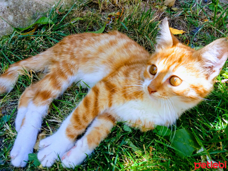 Sarman, Kedi  portakal fotoğrafı