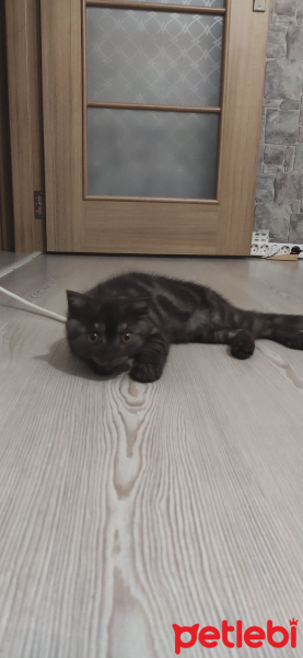 British Shorthair, Kedi  BULUT fotoğrafı