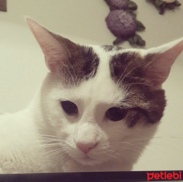 Tekir Kedi, Kedi  Sütlaç fotoğrafı