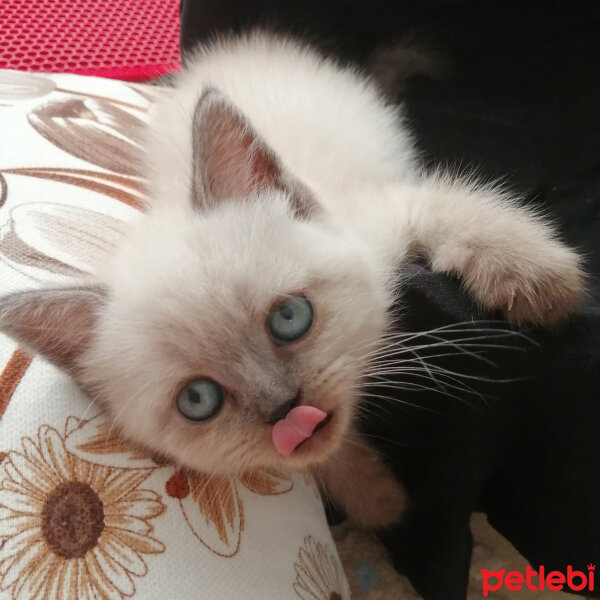 Scottish Fold, Kedi  Mimir fotoğrafı