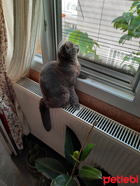 Scottish Fold, Kedi  Beny fotoğrafı