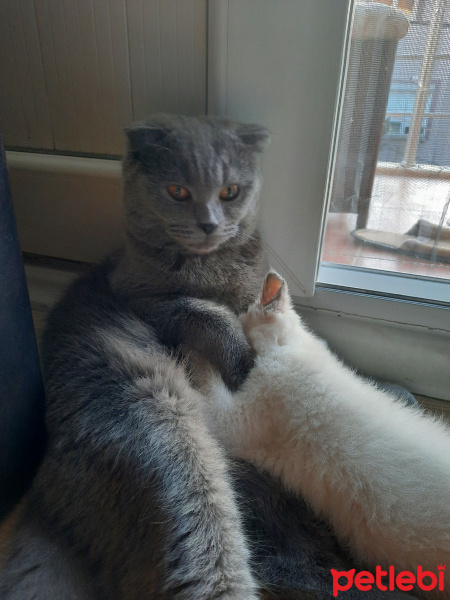 Scottish Fold, Kedi  Beny fotoğrafı