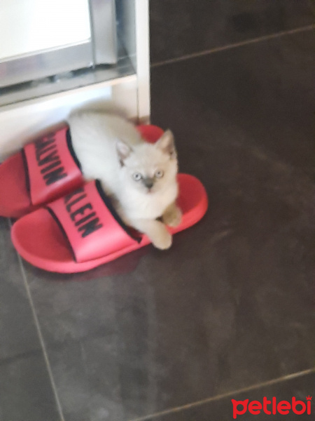 British Shorthair, Kedi  Sushi fotoğrafı