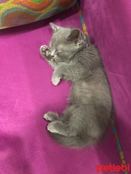 British Shorthair, Kedi  Kivi fotoğrafı