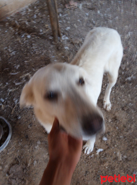 Akbaş, Köpek  Joker fotoğrafı