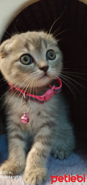 Scottish Fold, Kedi  Hera fotoğrafı