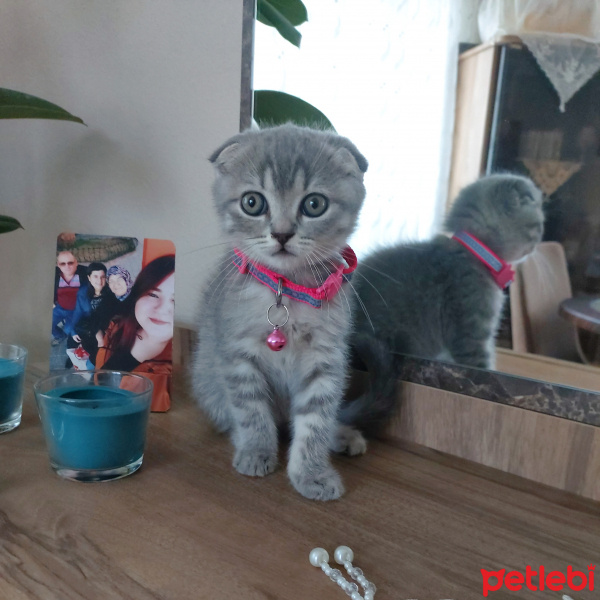 Scottish Fold, Kedi  Hera fotoğrafı