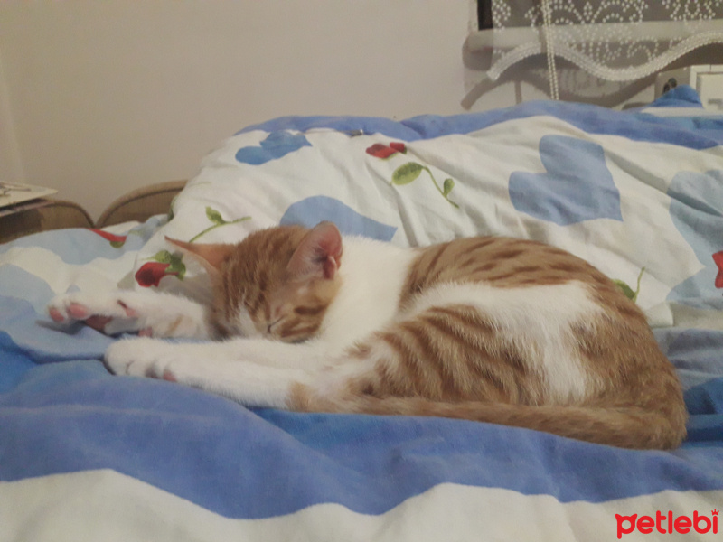 Tekir Kedi, Kedi  Kırpık fotoğrafı