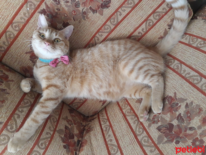 Sarman, Kedi  Sipse fotoğrafı