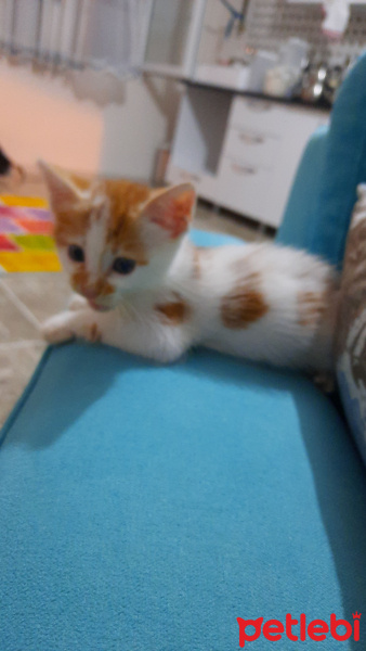 Tekir Kedi, Kedi  Havuç fotoğrafı