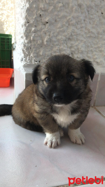 Mastiff, Köpek  Karamel fotoğrafı