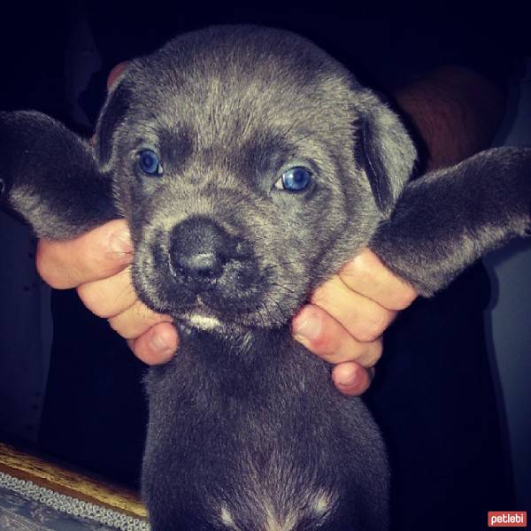 Cane Corso Italiano, Köpek  Visky fotoğrafı