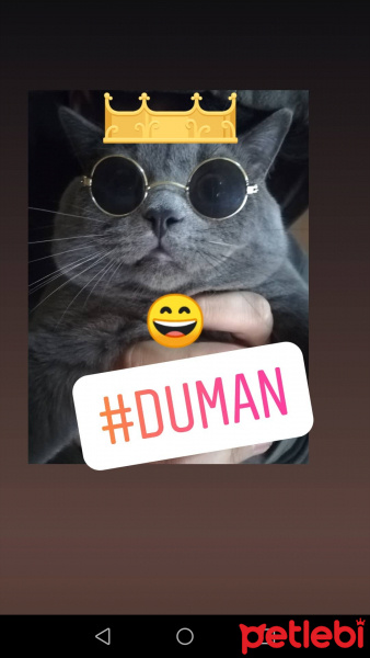 British Shorthair, Kedi  Duman fotoğrafı