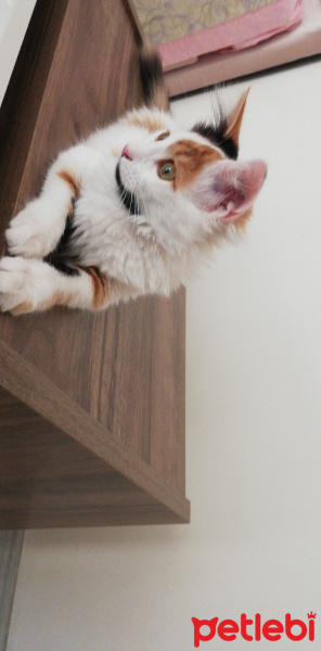 Tekir Kedi, Kedi  Lucky fotoğrafı