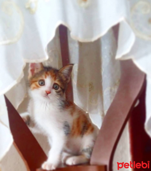 Tekir Kedi, Kedi  Mia fotoğrafı