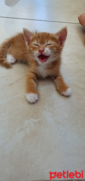 Sarman, Kedi  DÜNYA fotoğrafı