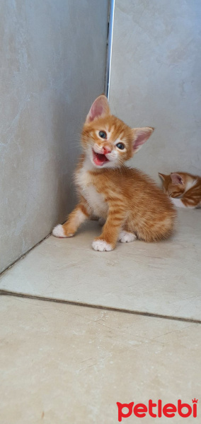 Sarman, Kedi  DÜNYA fotoğrafı