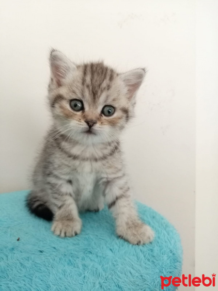 Scottish Fold, Kedi  paşa fotoğrafı
