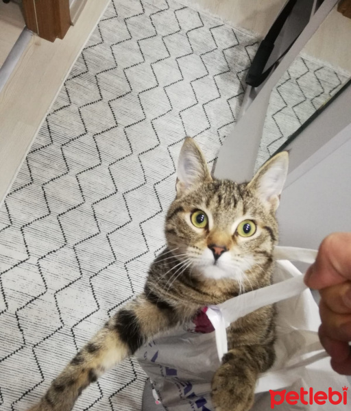 Tekir Kedi, Kedi  Minnoş fotoğrafı