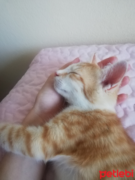 Tekir Kedi, Kedi  Tarçın fotoğrafı