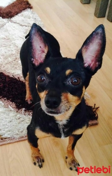 Chihuahua, Köpek  Paşa  fotoğrafı