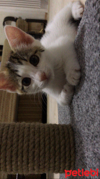 Tekir Kedi, Kedi  Haiku fotoğrafı