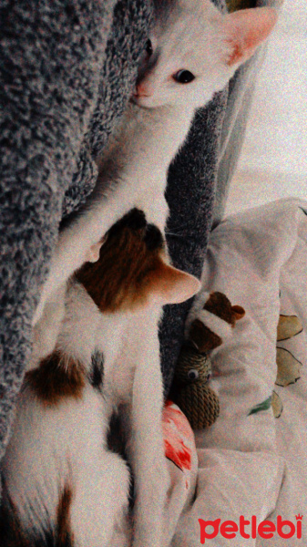 Van Kedisi, Kedi  Shiro fotoğrafı