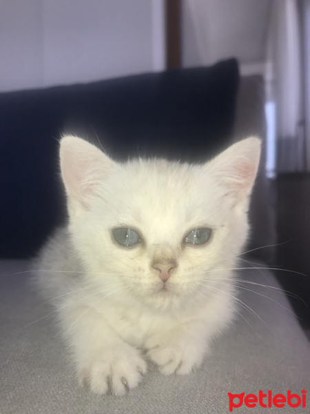 British Shorthair, Kedi  Lora fotoğrafı