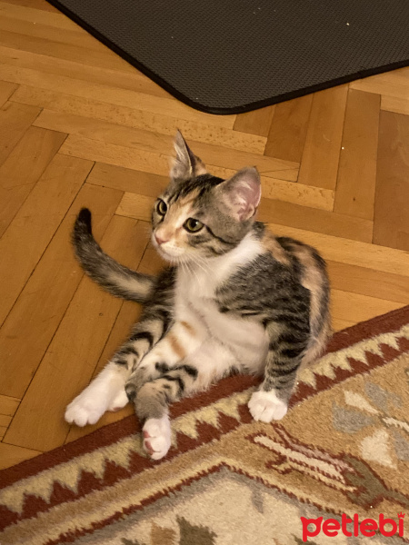 Tekir Kedi, Kedi  yoga fotoğrafı