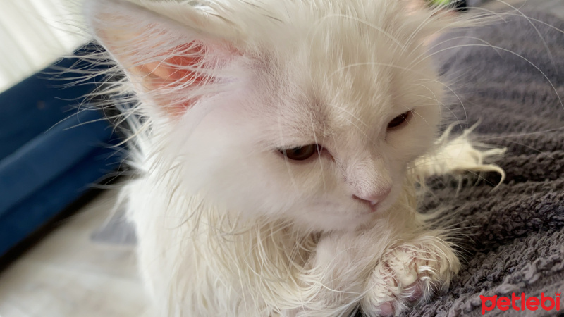 Chinchilla, Kedi  Prens fotoğrafı