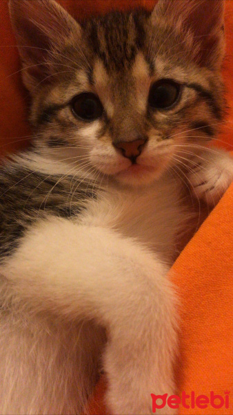 Tekir Kedi, Kedi  Lili fotoğrafı