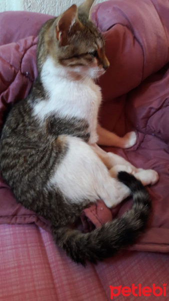 Tekir Kedi, Kedi  Lili fotoğrafı