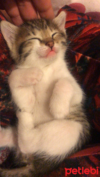 Tekir Kedi, Kedi  Lili fotoğrafı