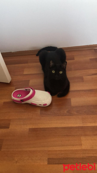 Tekir Kedi, Kedi  Nohut fotoğrafı