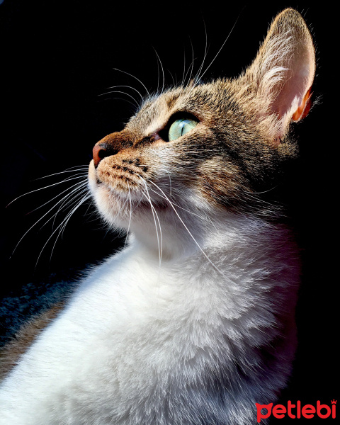 Tekir Kedi, Kedi  Zilli fotoğrafı