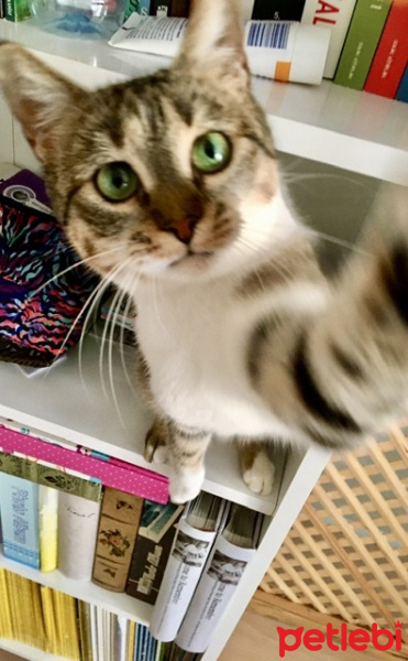 Tekir Kedi, Kedi  Zilli fotoğrafı