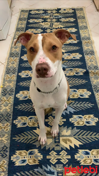 Amerikan Staffordshire Terrier, Köpek  Çaki fotoğrafı