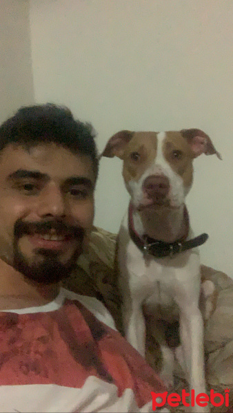 Amerikan Staffordshire Terrier, Köpek  Çaki fotoğrafı