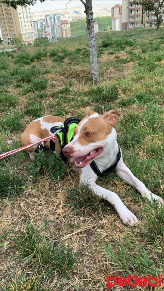 Amerikan Staffordshire Terrier, Köpek  Çaki fotoğrafı