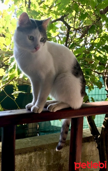 Tekir Kedi, Kedi  Abbas fotoğrafı