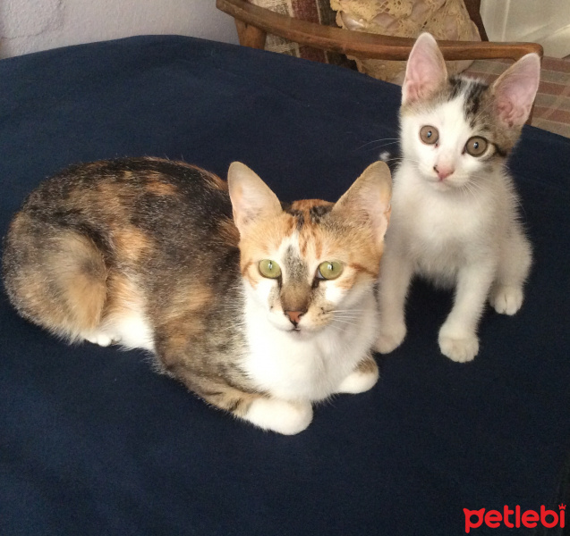 Tekir Kedi, Kedi  Abbas fotoğrafı